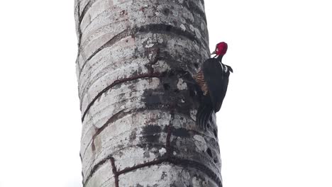 Red-headed-woodpecker-pecking-to-make-a-hole-in-the-wood-of-a-palm-tree-trunk