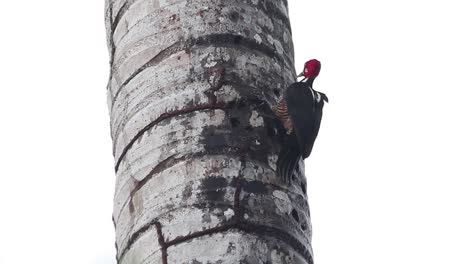 red-headed woodpecker pecking to make a hole in the wood of a palm tree trunk