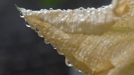 close-up of raindrops on a pumpkin flower petal after a rain