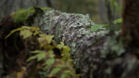 Close-up-of-lichen-moss-on-oak-tree-Trunk-in-eerie-nordic-forest---Detail-shallow-focus-push-in-shot