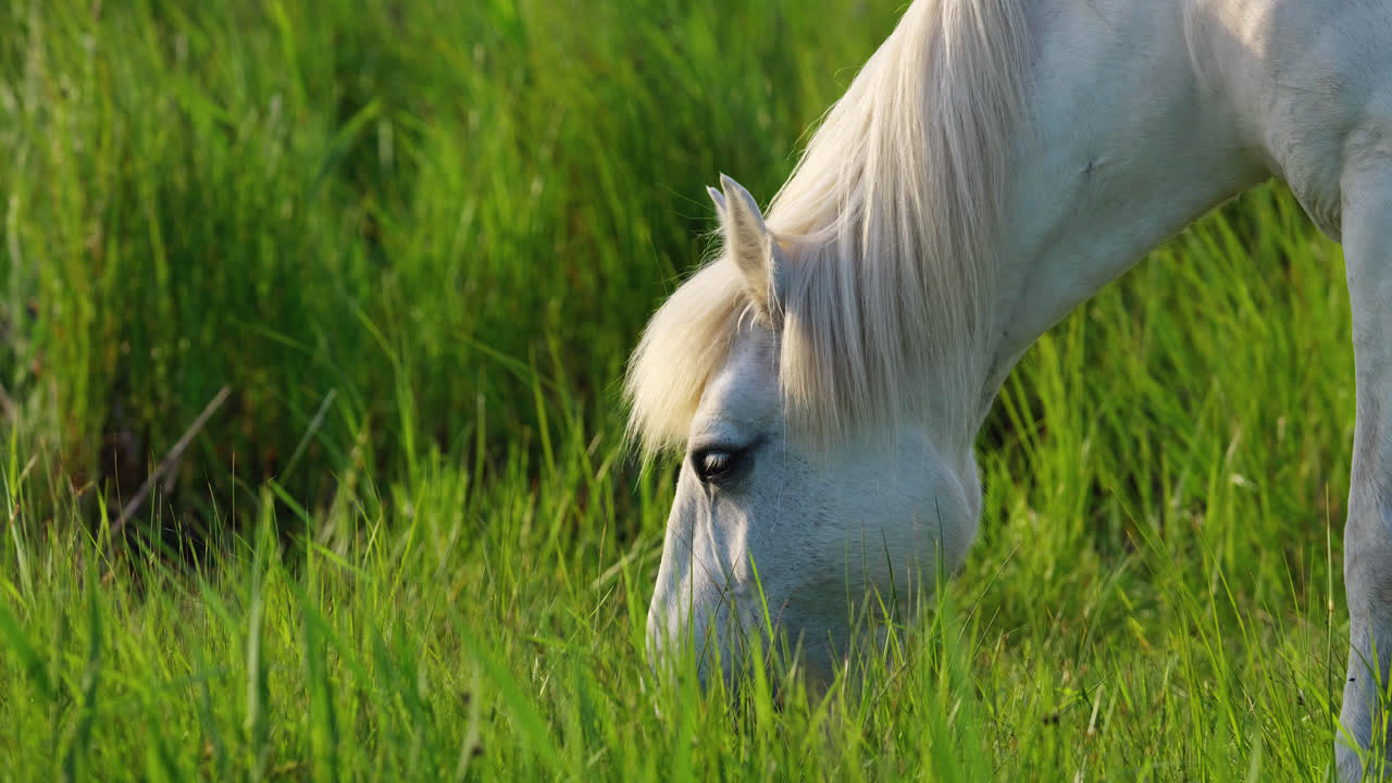el campo empapado de sol sirve como un refugio para un caballo blanco, bañado en los tonos del sol poniente, mientras que contentamente pasta en el exuberante pasto verde