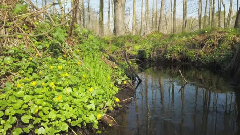 Witness-the-picturesque-scenery-of-the-Topiec-stream-in-Wielkopolska