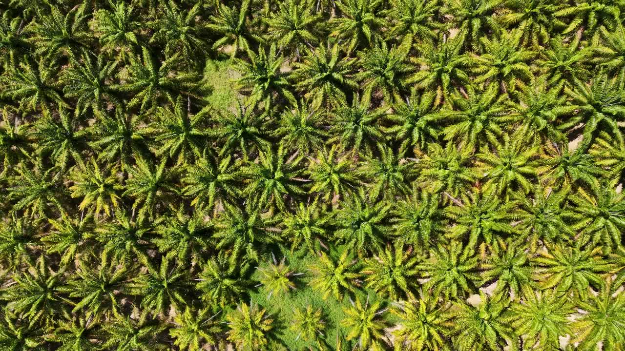 imágenes de drones que muestran una vasta plantación de palma de azúcar desde arriba, destacando la densa y ordenada disposición de los árboles