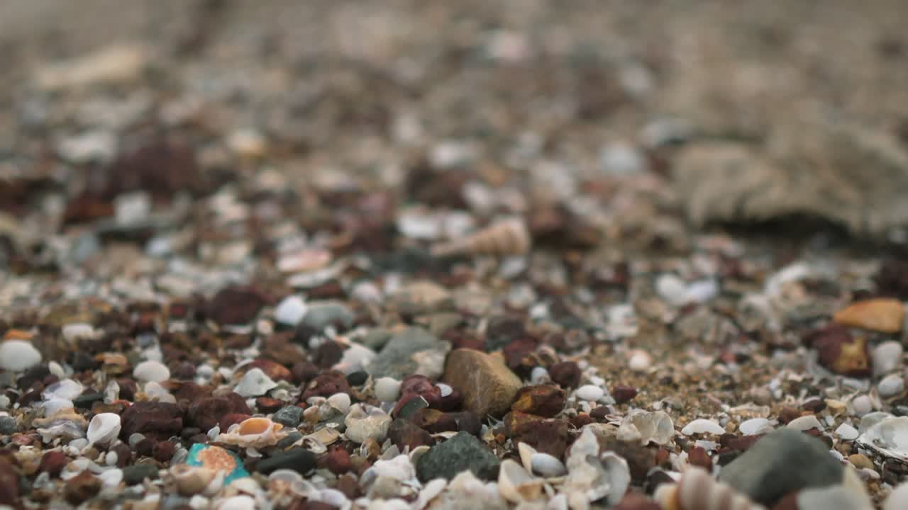 Colorful seashells and pebbles scattered on a sandy beach