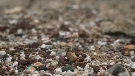 colorful seashells and pebbles scattered on a sandy beach