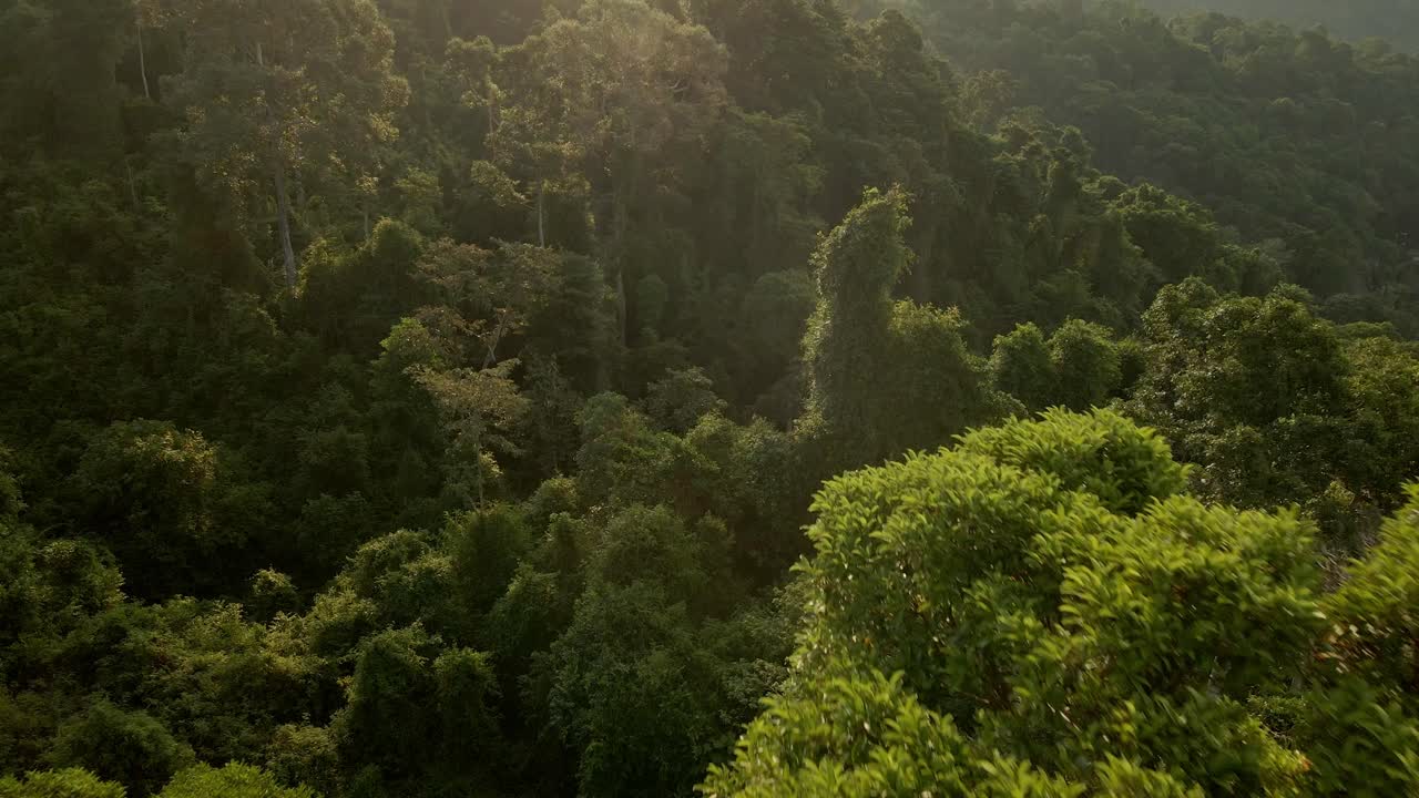 toma aérea de un exuberante árbol de la selva en una selva tropical al amanecer en koh chang, tailandia