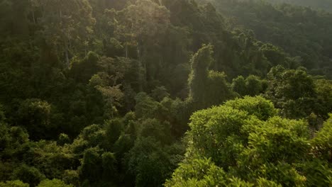 Aerial-shot-of-lush-jungle-tree-in-a-rainforest-at-sunrise-in-Koh-Chang,-Thailand