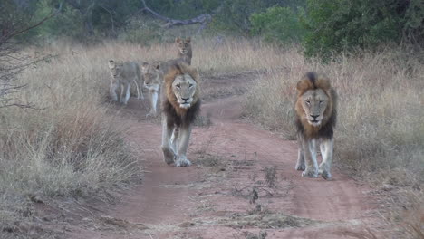 a group of lions walking together down a dirt path in an african reserve