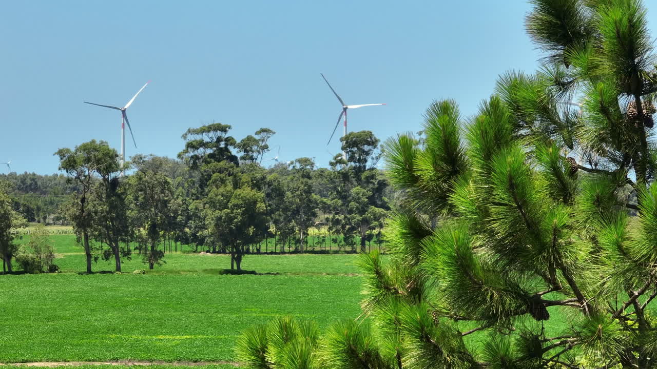 Telephoto 7x view of swaying pine branches with soft focus turbines in background