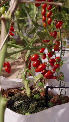 close-up of ripe cherry tomatoes on the vine