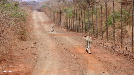 two african cheetahs walk along roadside fence in thanda reserve