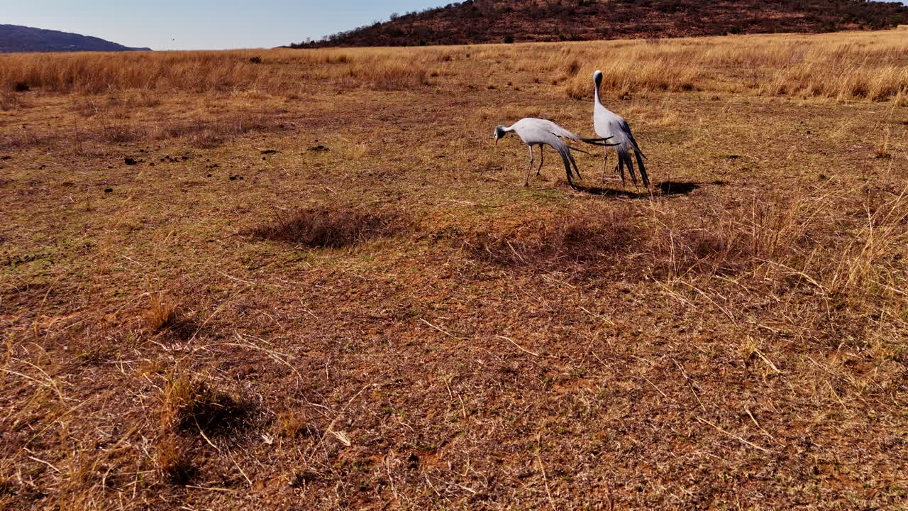 Stanley crane spreads wings during courtship dance ritual in dry landscape