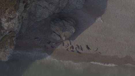 Aerial footage of a family seals relaxing on a sandy beach and blending in to their surroundings as one ventures out into the sea. As the shot pans out, it slowly gives view to the rocky cliffs