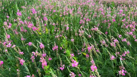 a vibrant meadow full of wildflowers: an stunning display of nature's beauty captured in colorful pink blooms among lush greenery