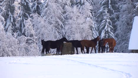 herd of horses searching for food under the snow in the mountain