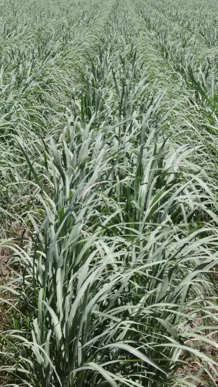 vista expansiva del paisaje de un campo de caña de azúcar