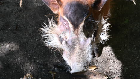 zoological park in france: head of a facochere, with white and brown fur