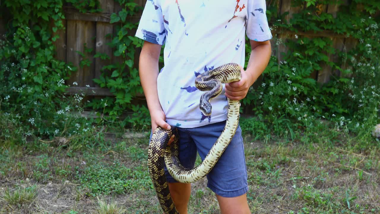 un jeune garçon tient un très grand serpent de rat occidental.