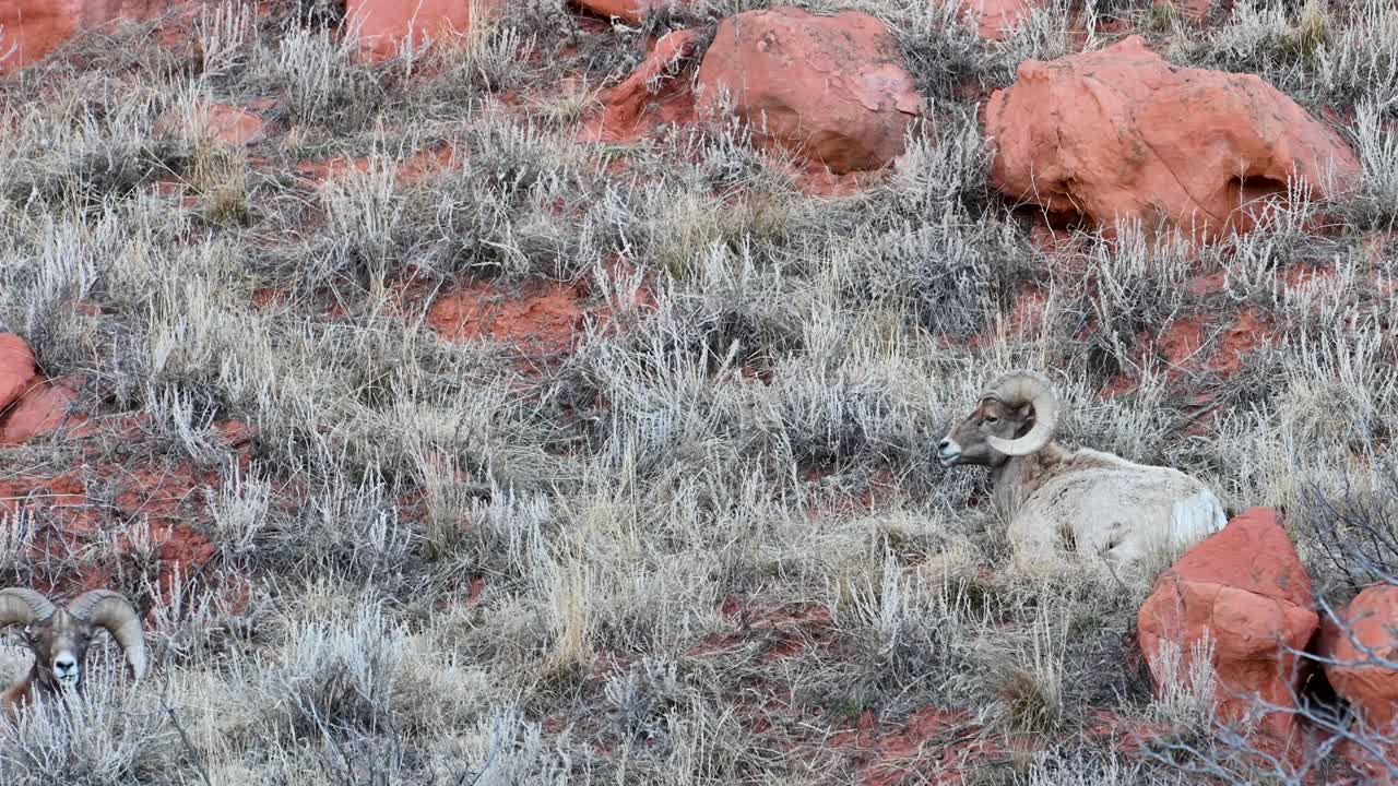 Drone footage of bighorn sheep resting camouflaged among dry grass and red rocks in rugged terrain