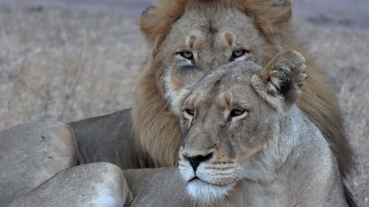 Close-up van een mannetjes- en vrouwtjesleeuw die samen rusten terwijl het mannetje de camera aankijkt.