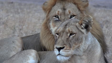 Close-up-of-a-male-and-female-lion-resting-together-as-the-male-watches-the-camera