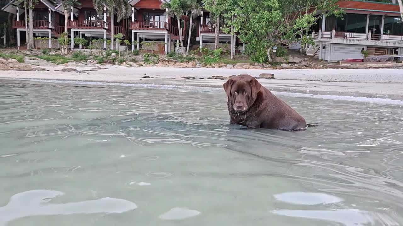 Large brown labrador retriever, chocolate lab, sitting in clear ocean water with Thai style bungalows in background. Happy dog playing in ocean pounces in waves