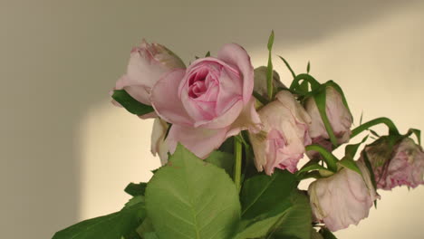 Motionless-rose-bouquet-afternoon-light-subtle-light-movement