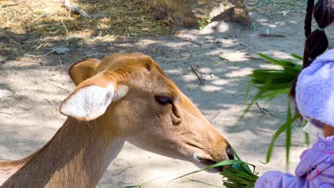 child feeding deer with green leaves