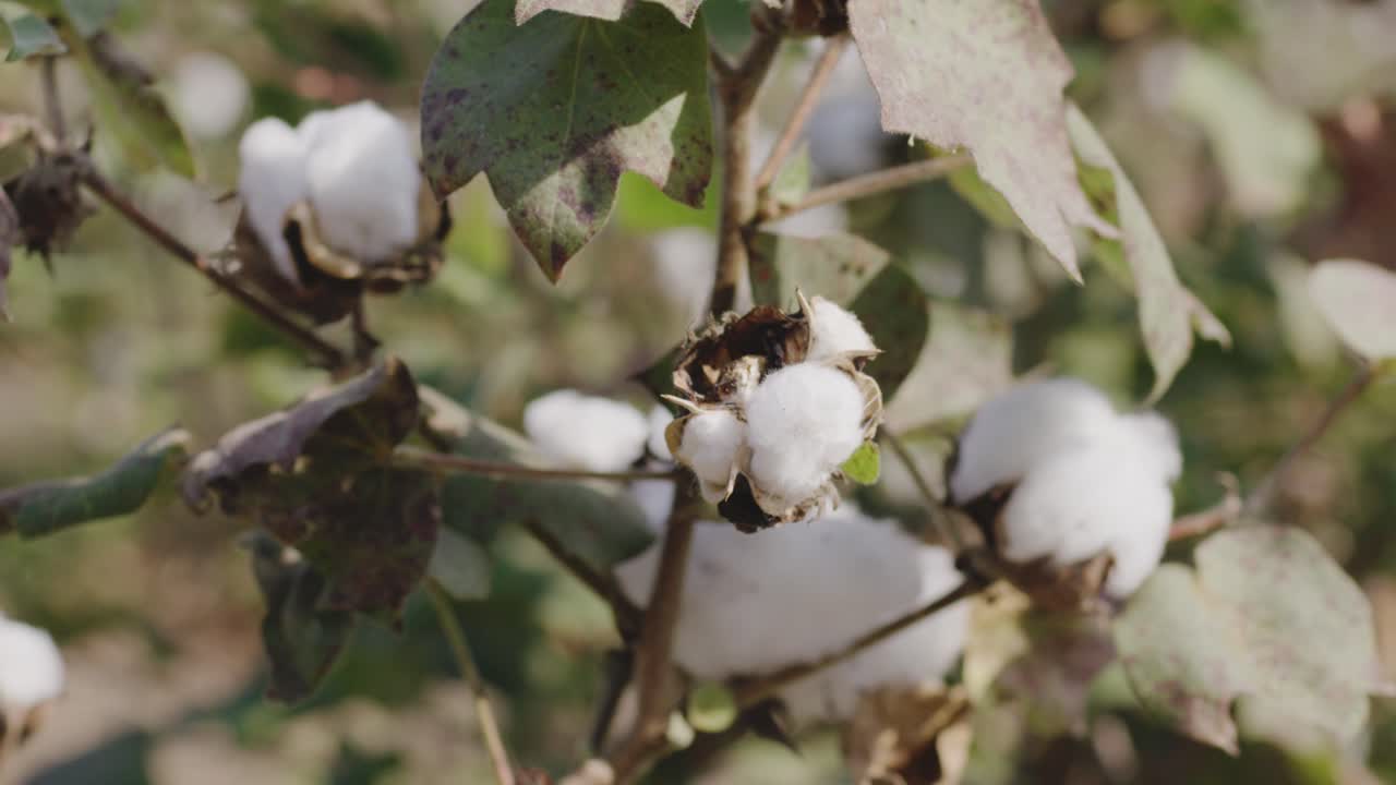 ручной крупный профильный снимок полностью цветеющего хлопка хлопкового растения, качающегося в летнем бризе в солнечный день