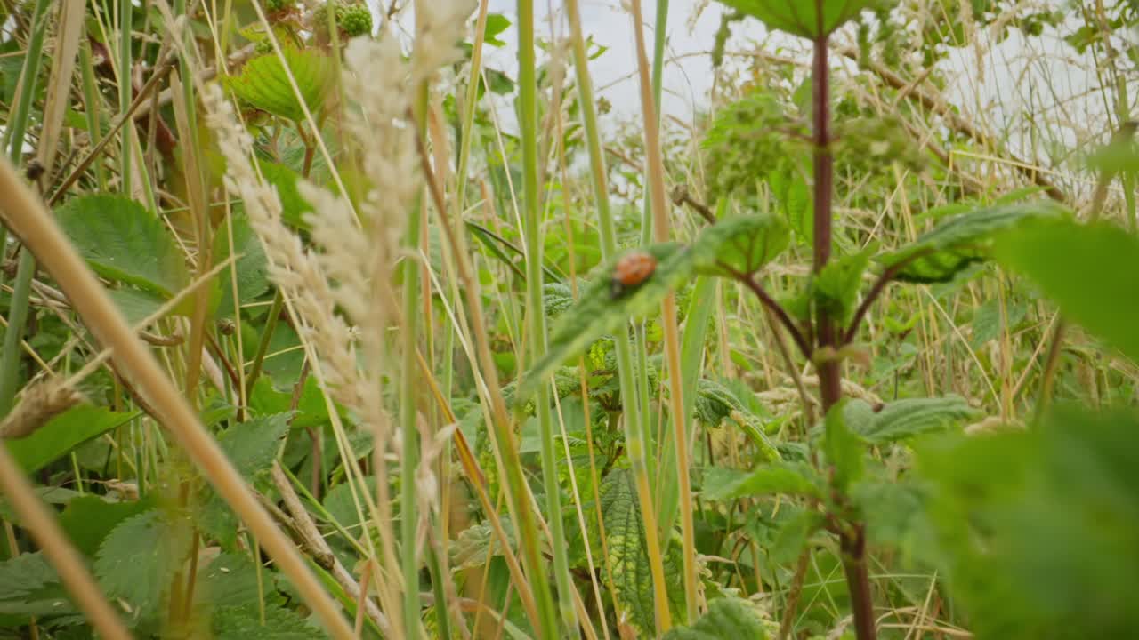 Ladybug crawling on green foliage establishing natural insect detailed life feeding and crawling in summer
