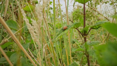 ladybug crawling on green foliage establishing natural insect detailed life feeding and crawling in summer