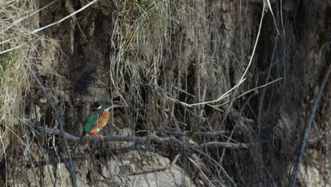 common kingfisher is sitting on the branches near river looking for food and nest