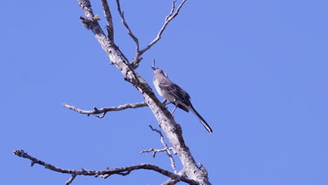 Northern-mockingbird,-perched-on-a-leafless-branch