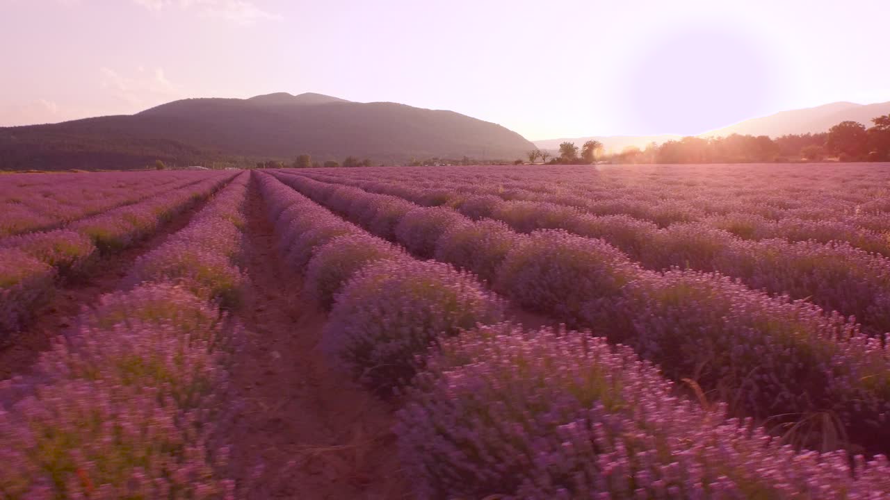 el campo de lavanda al atardecer