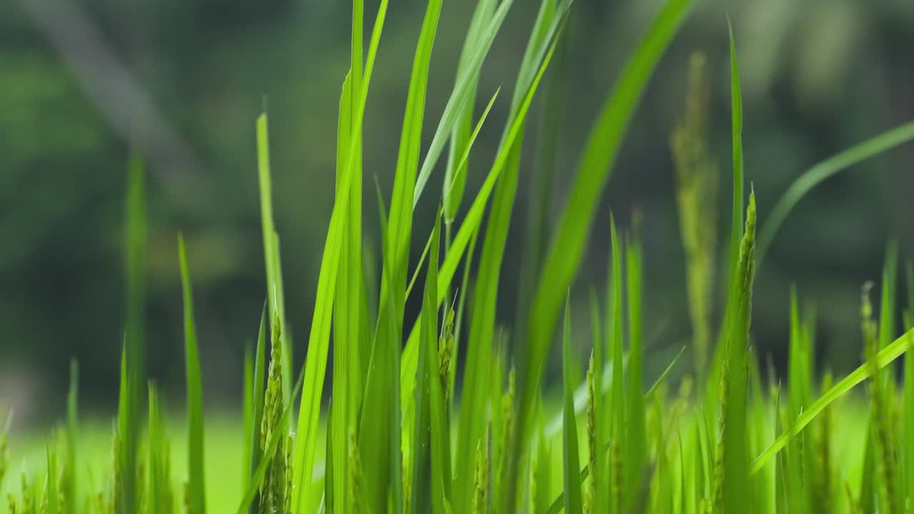 las hojas de arroz se balancean lentamente en una tarde ventosa, las hojas de arroz brillan en la luz de la tarde