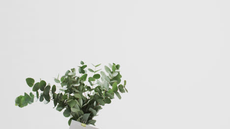 video of green plant leaves in circle with white card and copy space on white background