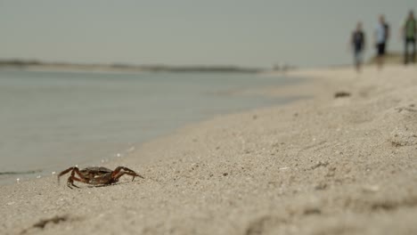 Krabbe-Am-Strand-Von-Sylt-Wandert-In-Richtung-Nordsee