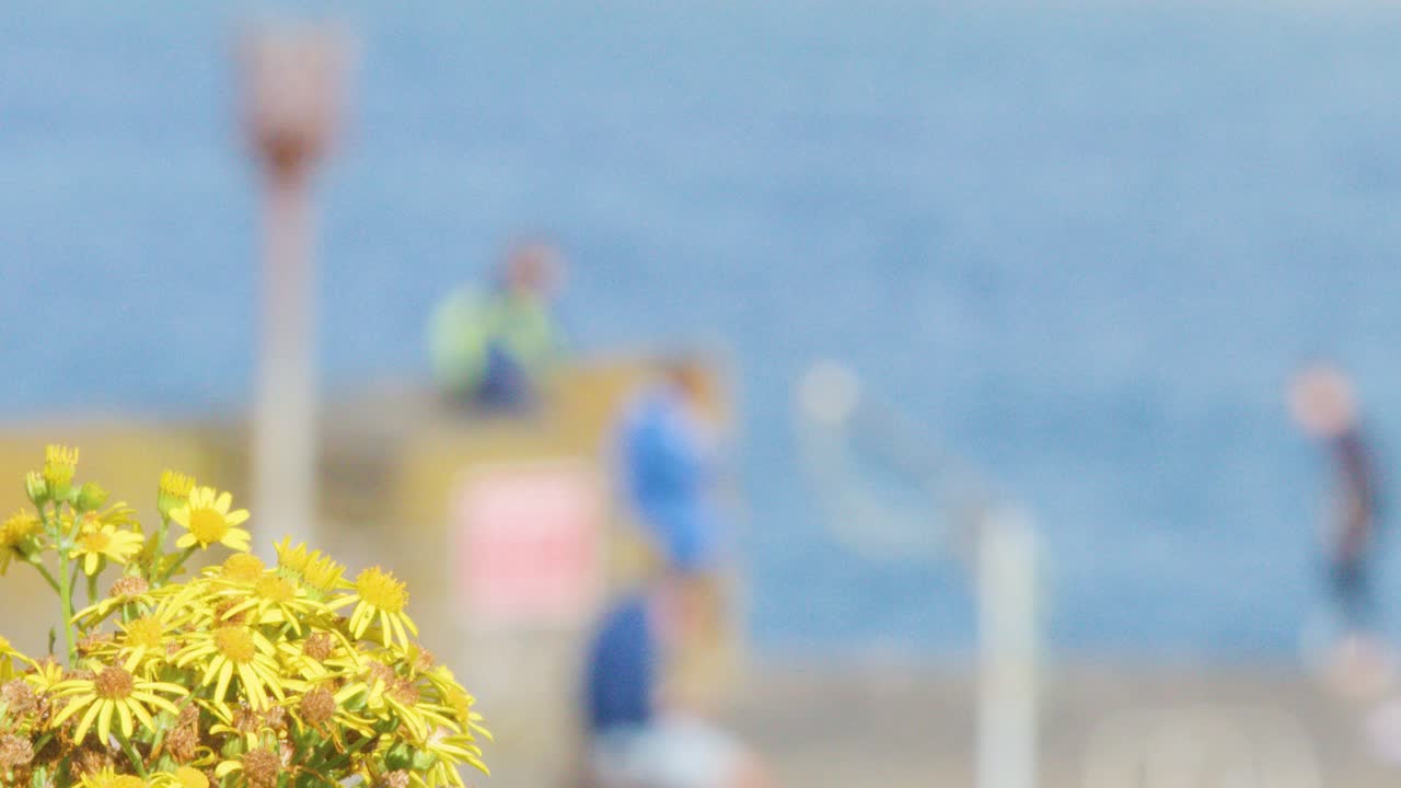 Yellow flowers in sharp focus, blurred people walking by sunny seaside, shallow depth of field