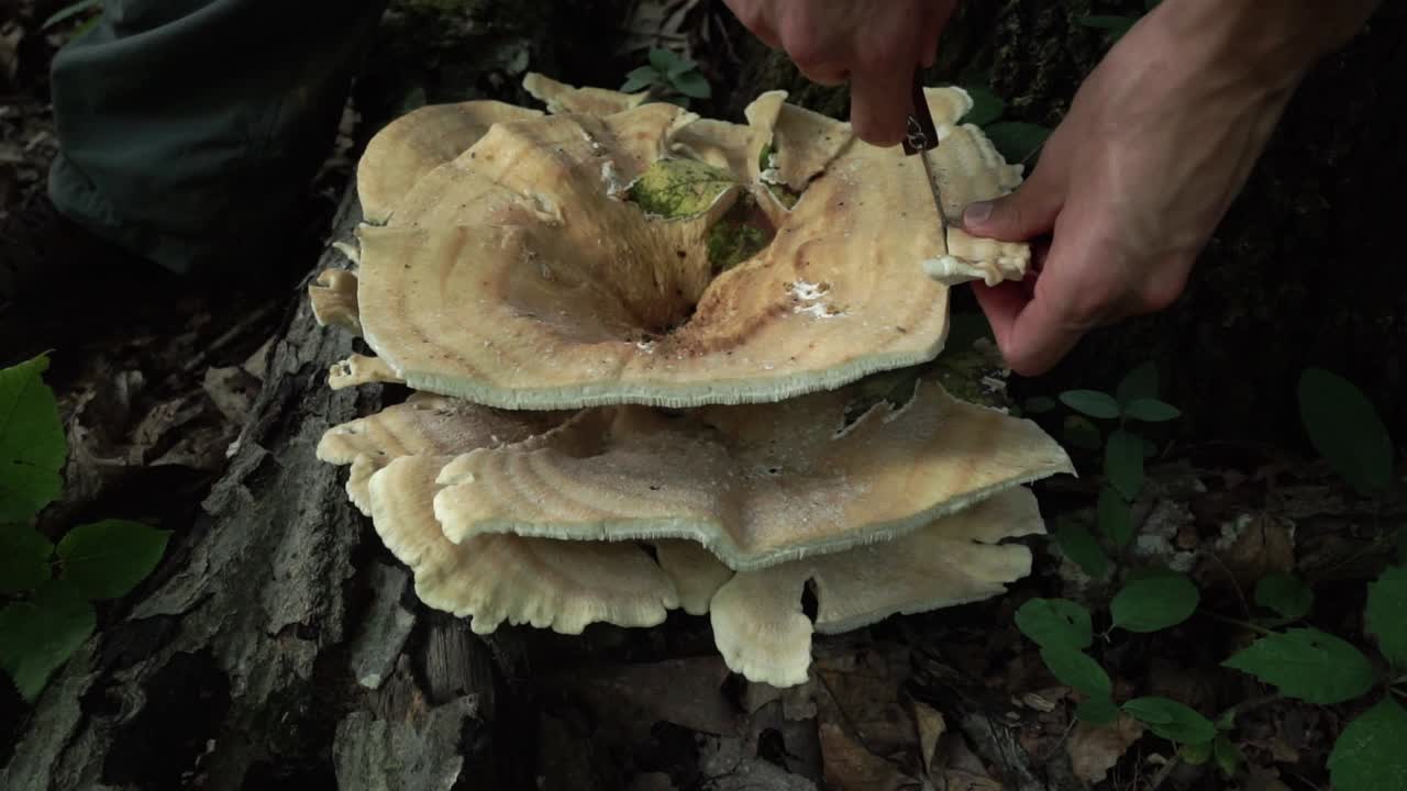 forrajeando un polypore de berkeley con un cuchillo de hongo en el suelo del bosque