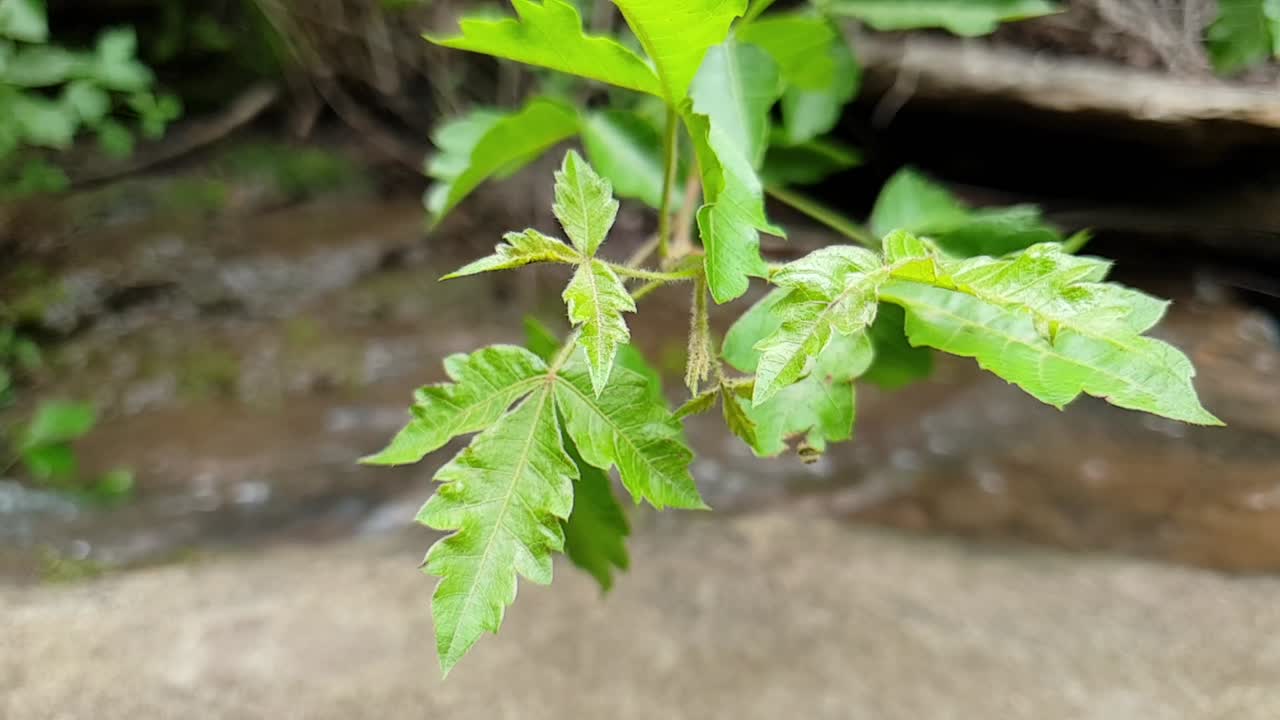 agua que fluye de un arroyo de agua de manantial de montaña corriendo por enormes losas de piedra arenisca de roca con hojas de plantas verdes, agua potable cristalina, meditación tranquila y pacífica en cámara lenta