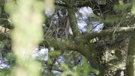 secretive adult long-eared owl sitting stiffly in natural environment, static long shot