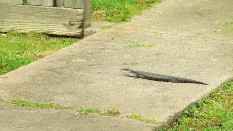 blue tongue lizard on slab path not moving