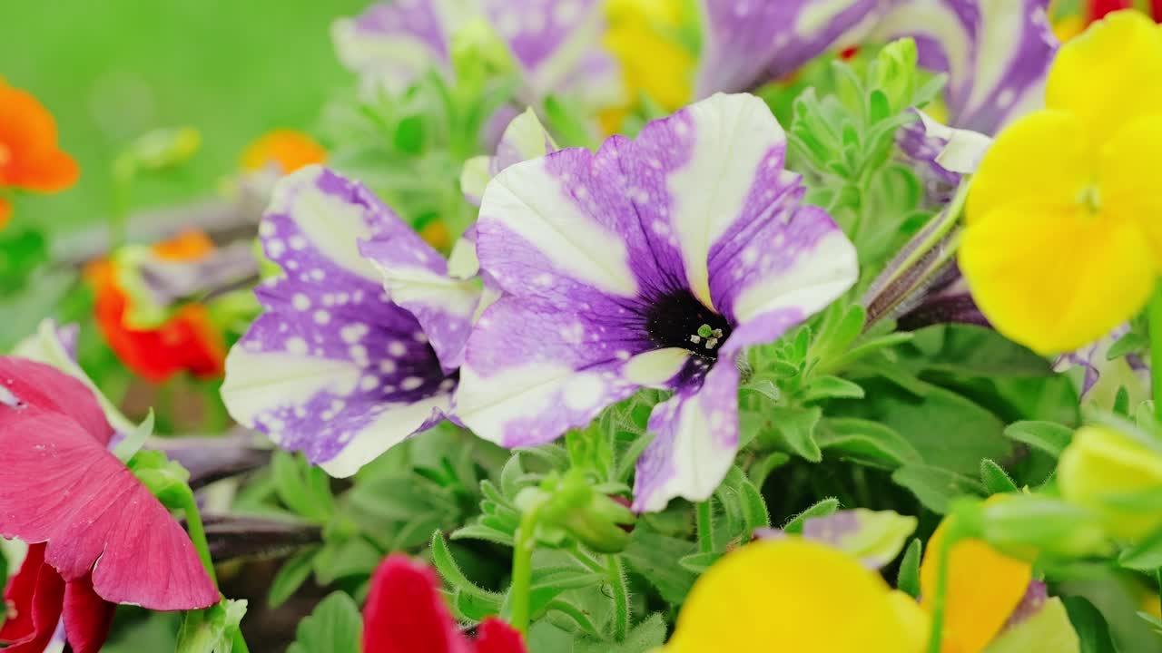 Purple and yellow mini flowers in vivid garden captured in gentle slow motion