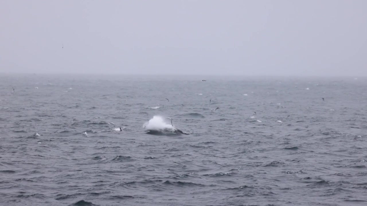 Baleia orca (Orcinus orca, Delphinidae) emergindo em águas agitadas do Oceano Antártico perto da Geórgia do Sul, ilhas subantárticas, comportamento de caça marinha, tomada de vida selvagem com teleobjetiva em rastreamento