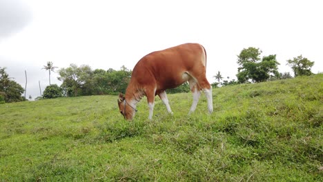 Balinesisches-Kuhrind-Frisst-Gras-Und-Starrt-In-Die-Kamera-Auf-Das-Grüne-Feld-Von-Saba-Beach,-Indonesien,-Traditionelles-Altes-Südostasiatisches-Hirschähnliches-Tier