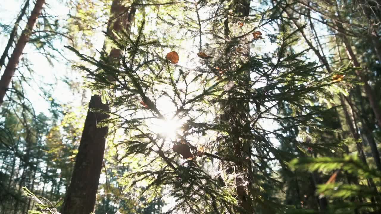 солнечный свет проходит сквозь густой лесной навес