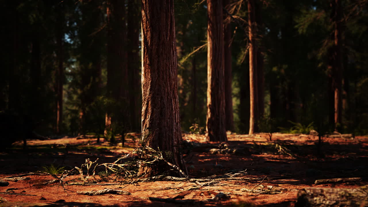 마리포사 그로브 의 세 ⁇ 이아 들 에서 이른 아침 의  ⁇ 빛