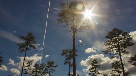 Toma-En-ángulo-Bajo-De-La-Hermosa-Luz-Del-Sol-Y-Las-Nubes-Que-Pasan-Por-Los-Altos-Pinos-De-Hoja-Larga-Durante-El-Día-En-El-Bosque-Duke---Lapso-De-Tiempo