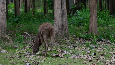 Seen-from-its-back-grazing-intensely-during-a-windy-afternoon