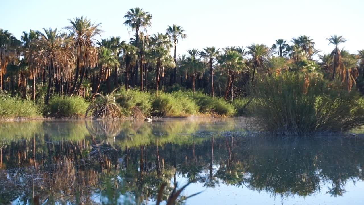 paneo lento del oasis de san ignacio en baja california